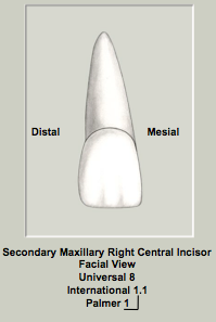 Type Traits Mx Central Incisors.png